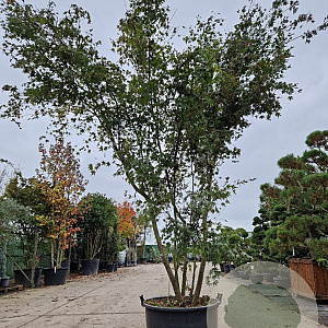 Acer palmatum 300-350 cm container meerstammig