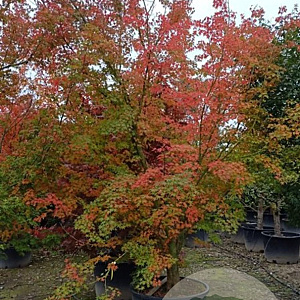 Acer palmatum 400-450 cm container solitair