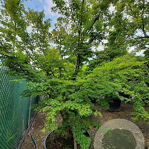 Acer palmatum 400-450 cm container solitair