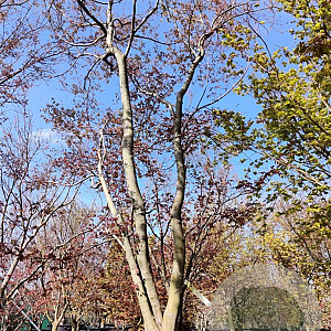 Acer palmatum 400-450 cm container solitair