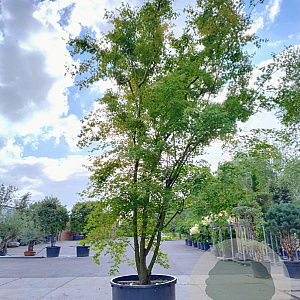 Acer palmatum 450-500 cm container solitair