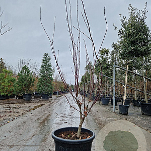 Acer pal. 'Atropurpureum' 125-150 cm container extra