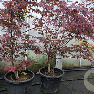 Acer pal. 'Atropurpureum' 125-150 cm container extra