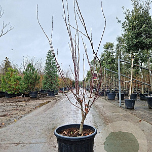 Acer pal. 'Atropurpureum' 125-150 cm container extra