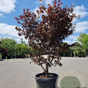 Acer pal. 'Bloodgood' 125-150 cm 45L