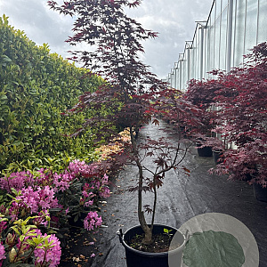 Acer pal. 'Bloodgood' 150-175 cm container 