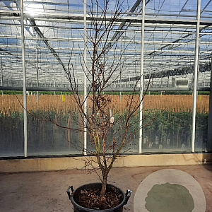 Acer pal. 'Bloodgood' 150-175 cm container meerstammig