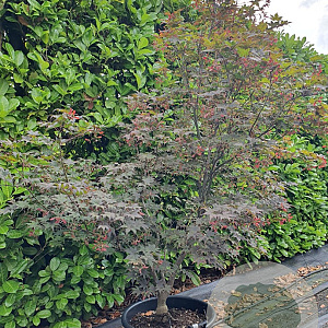 Acer pal. 'Bloodgood' 150-175 cm container meerstammig