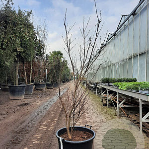 Acer pal. 'Bloodgood' 150-175 cm container meerstammig