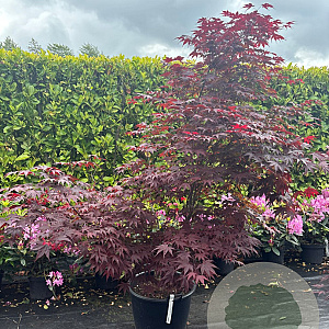 Acer pal. 'Bloodgood' 150-175 cm container meerstammig