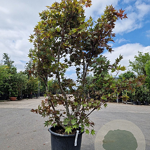 Acer pal. 'Bloodgood' 175-200 cm 50L