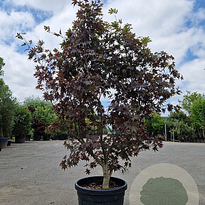 Acer pal. 'Bloodgood' 175-200 cm 50L