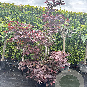 Acer pal. 'Bloodgood' 175-200 cm container meerstammig
