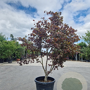 Acer pal. 'Bloodgood' 200-250 cm cont. 70L