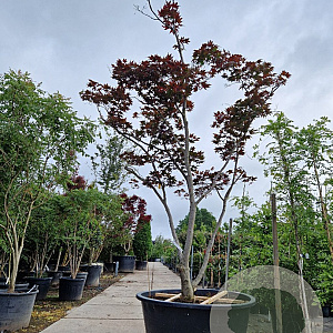 Acer pal. 'Bloodgood' 300-350 cm cont. 500L spiraal