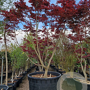 Acer pal. 'Bloodgood' 400-450 cm container meerstammig