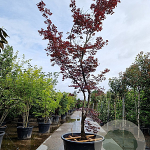 Acer pal. 'Bloodgood' 450-500 cm cont. 500L solitair