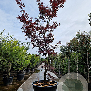 Acer pal. 'Bloodgood' 450-500 cm cont. 500L solitair