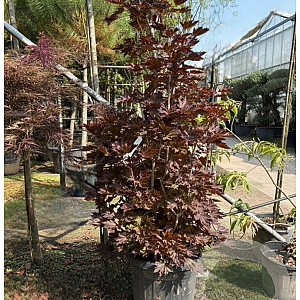 Acer plat. 'Crimson Sentry' 150-175 cm 50L