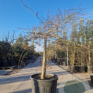 Acer pal. 'Dissectum' 100 cm stam container kroon 80-100