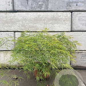 Acer pal. 'Dissectum' 60-80 cm 15L