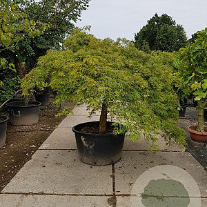 Acer pal. 'Dissectum' 80 cm stam container kroon 250-op