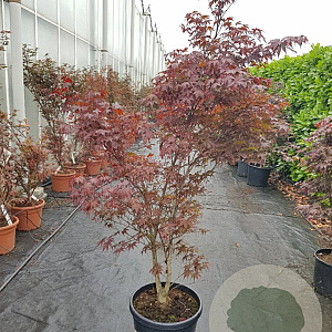 Acer pal. 'Fireglow' 150-175 cm container 