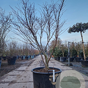 Acer pal. 'Fireglow' 150-175 cm container meerstammig