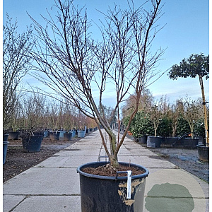 Acer pal. 'Fireglow' 150-175 cm container meerstammig