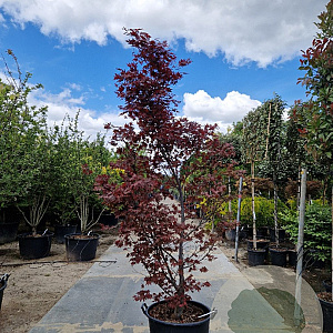 Acer pal. 'Fireglow' 200-250 cm container meerstammig
