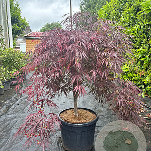 Acer pal. 'Garnet' 70 cm stam container kroon 125-150