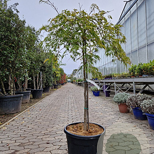 Acer pal. 'Green Lace' 100 cm stam container kroon 80-100