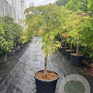 Acer pal. 'Green Lace' 100 cm stam container kroon 80-100