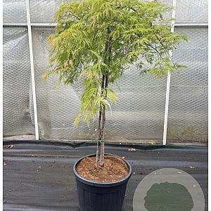 Acer pal. 'Green Lace' 100 cm stam container kroon 80-100