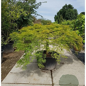 Acer pal. 'Green Lace' 60 cm stam container