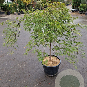 Acer pal. 'Green Lace' 70 cm stam container kroon 125-150
