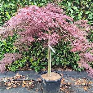 Acer pal. 'Inaba-shidare' 100 cm stam container kroon 80-100