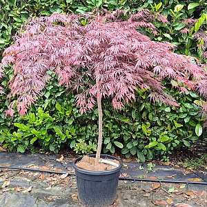 Acer pal. 'Inaba-shidare' 100 cm stam container kroon 80-100
