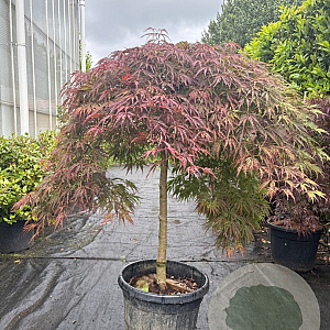 Acer pal. 'Inaba-shidare' 80 cm stam container kroon 100-125