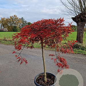 Acer pal. 'Inaba-shidare' 80 cm stam container kroon 100-125