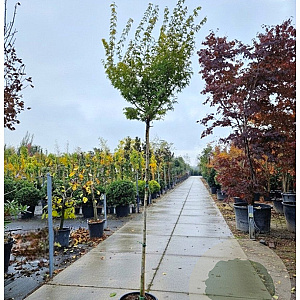 Acer pal. 'Orange Dream' 180 cm stam 25L 8-10