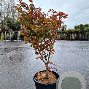 Acer pal. 'Osakazuki' 100-125 cm container