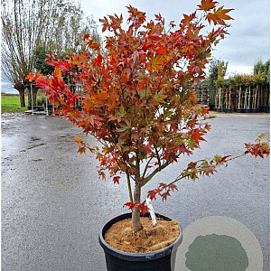 Acer pal. 'Osakazuki' 125-150 cm container meerstammig