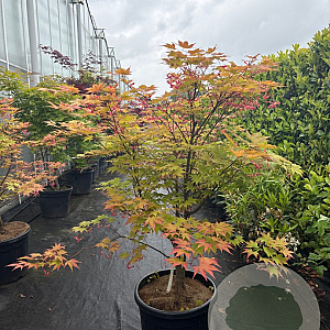Acer pal. 'Osakazuki' 125-150 cm container meerstammig