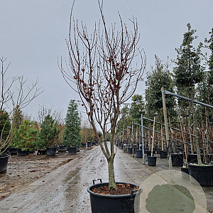 Acer pal. 'Osakazuki' 175-200 cm container meerstammig