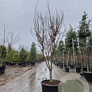 Acer pal. 'Osakazuki' 175-200 cm container meerstammig