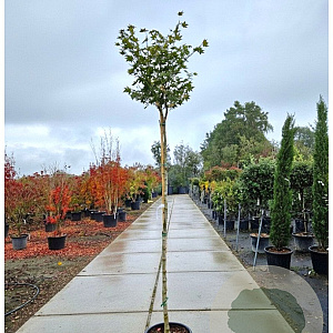 Acer pal. 'Osakazuki' 180 cm stam container 8-10