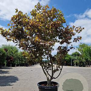 Acer pal. 'Osakazuki' 200-250 cm cont. 70L