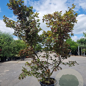 Acer pal. 'Osakazuki' 250-300 cm cont. 70L