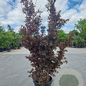 Acer pal. 'Skeeter's Broom' 200-250 cm cont. 70L
